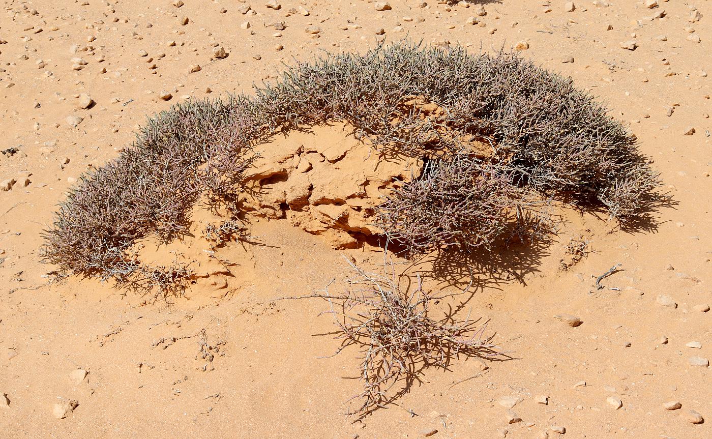 Image of Anabasis articulata specimen.