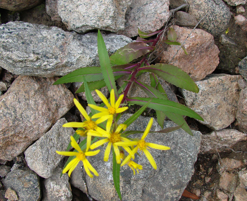 Image of Senecio nemorensis specimen.