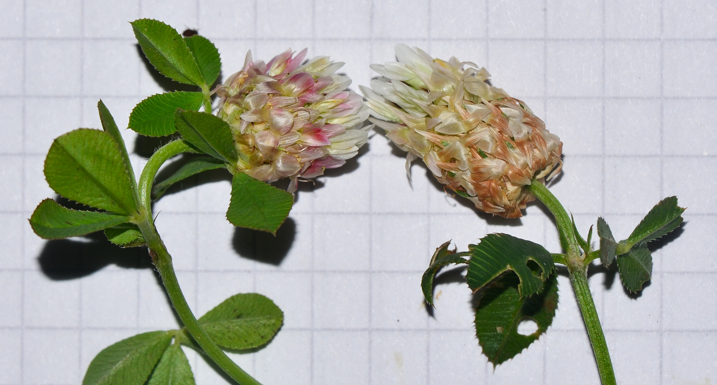 Image of Trifolium argutum specimen.