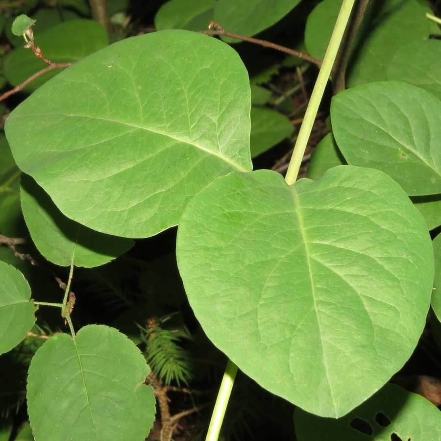 Image of Lonicera caprifolium specimen.