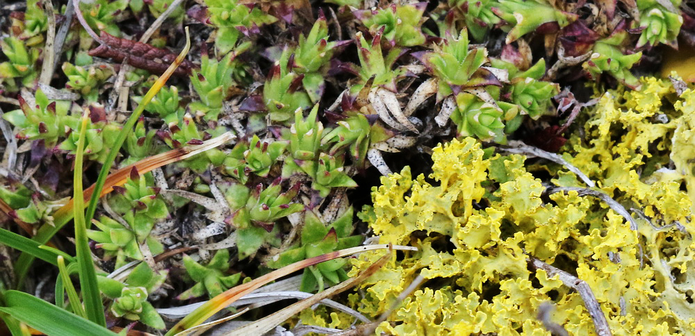 Изображение особи Saxifraga spinulosa.