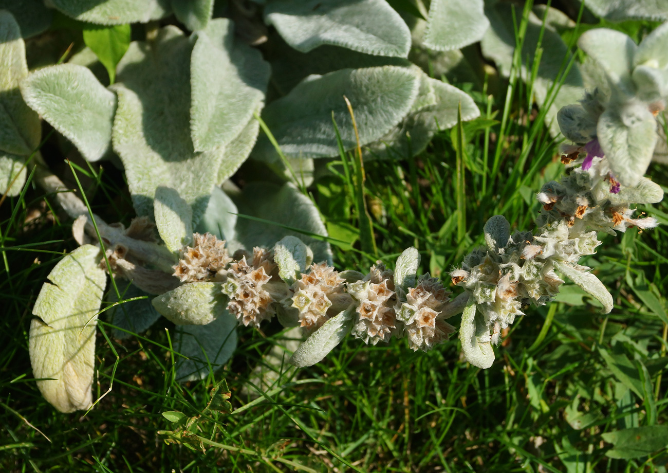 Изображение особи Stachys byzantina.