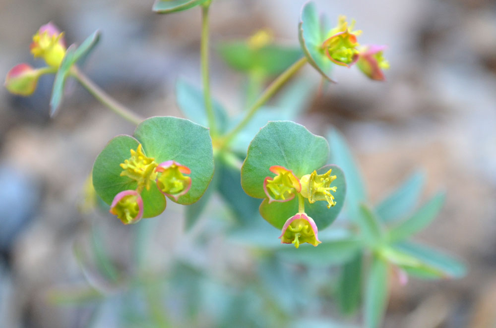 Image of Euphorbia talassica specimen.