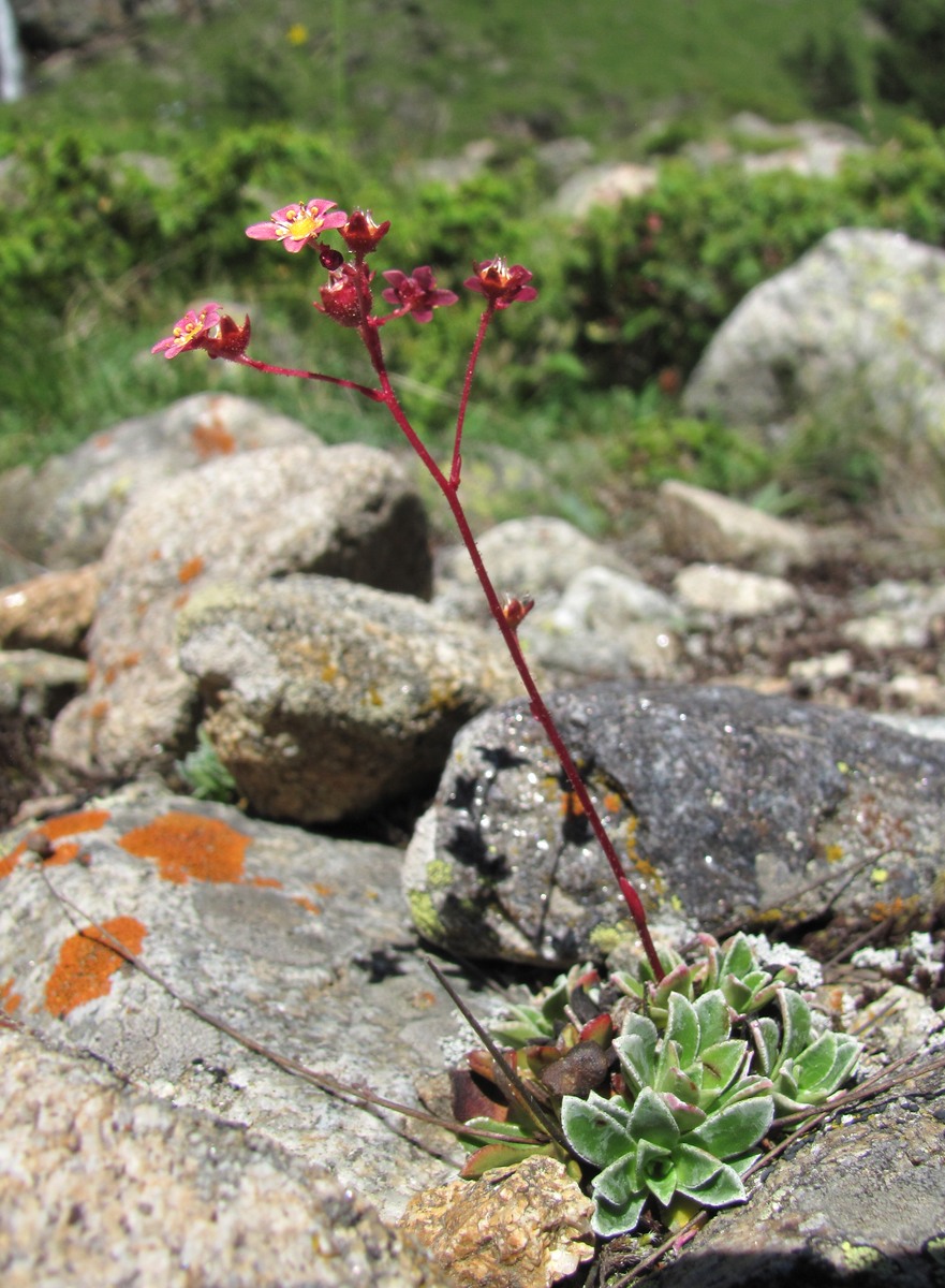 Изображение особи Saxifraga kolenatiana.