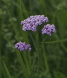 Achillea millefolium. Соцветия. Пермский край, г. Пермь, Кировский р-н, сырой пойменный луг. 15.07.2017.