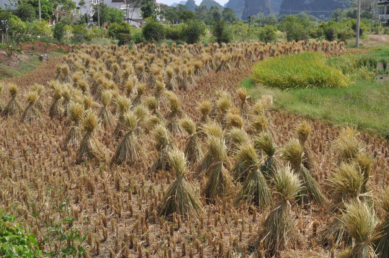 Image of Oryza sativa specimen.