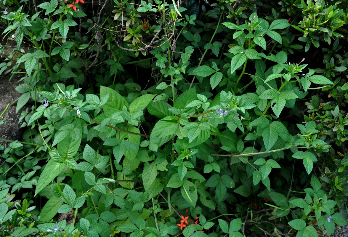 Изображение особи Cleome rutidosperma.