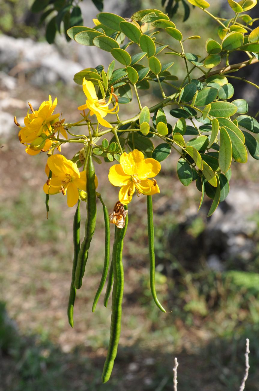 Image of genus Senna specimen.