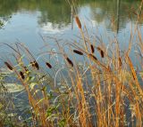 Typha laxmannii. Плодоносящие растения. Симферополь, ботанический сад университета. 12.10.2017.