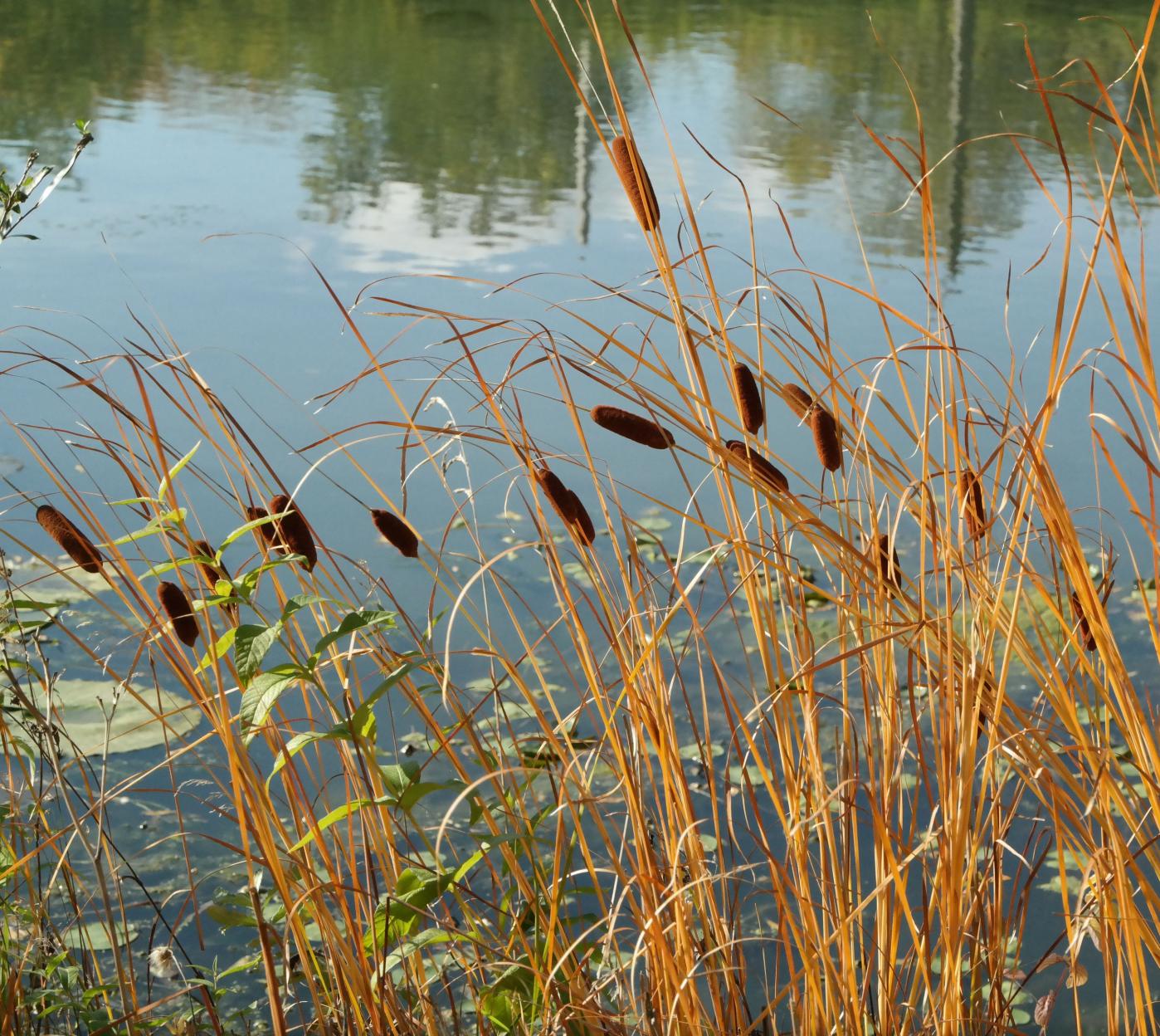 Изображение особи Typha laxmannii.