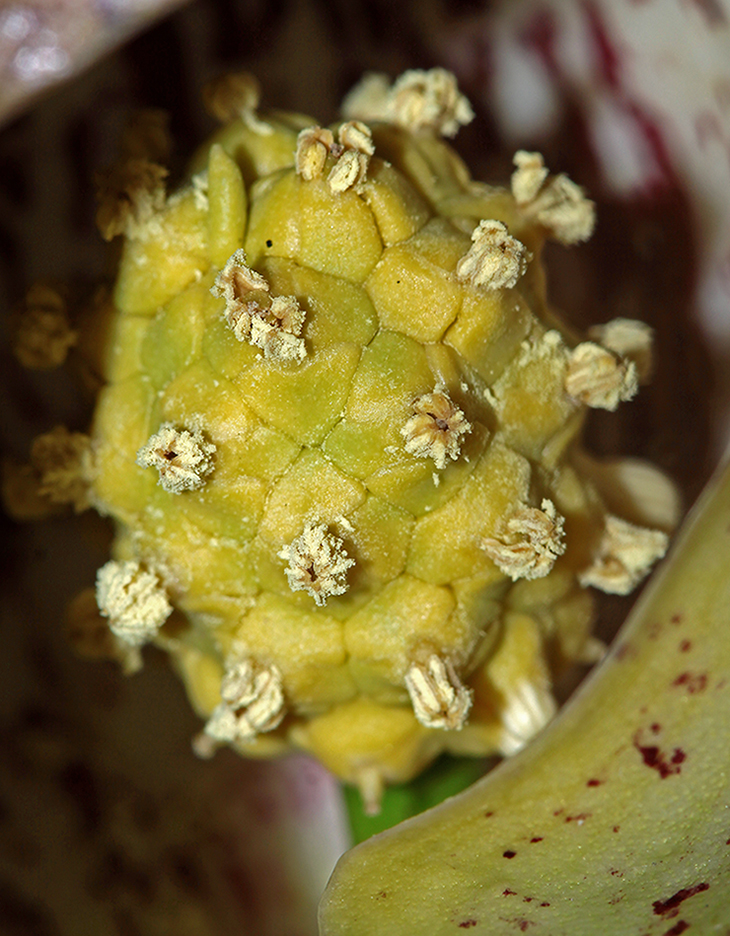 Image of Symplocarpus egorovii specimen.