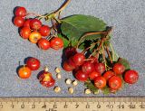 Crataegus chlorocarpa