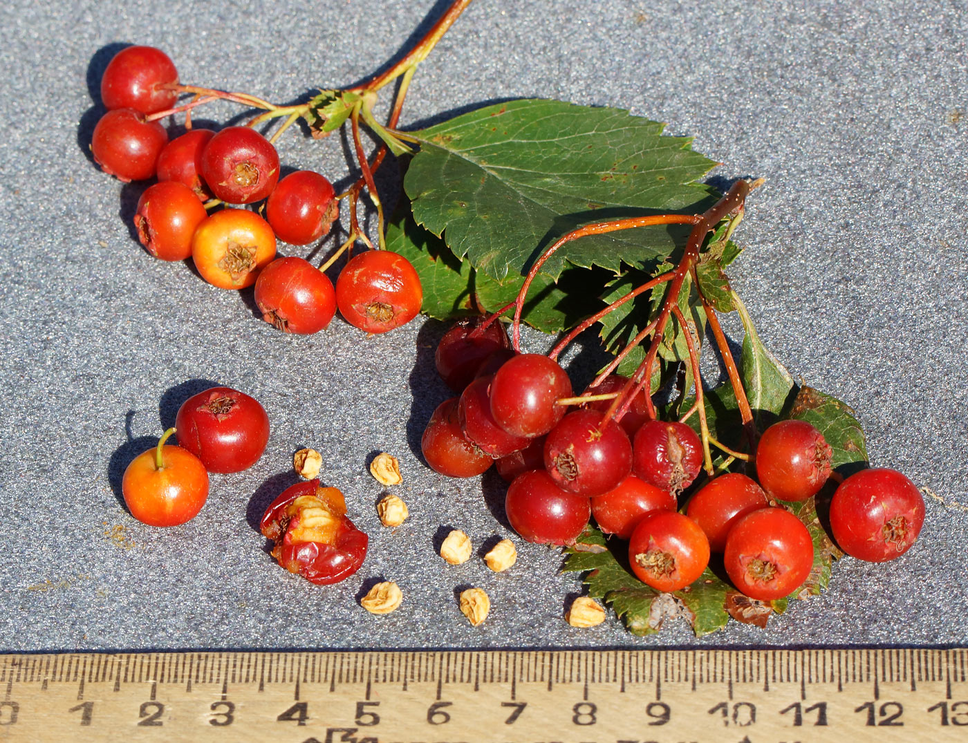 Image of Crataegus chlorocarpa specimen.