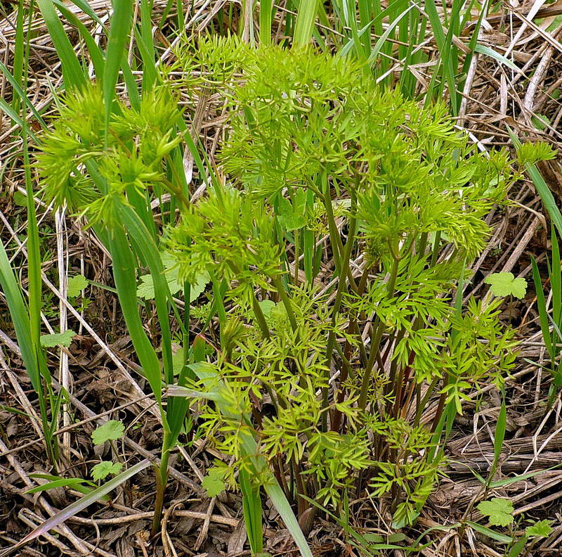 Изображение особи Thyselium palustre.