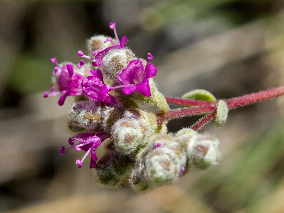 Image of Origanum microphyllum specimen.