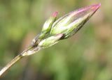 Crupina vulgaris