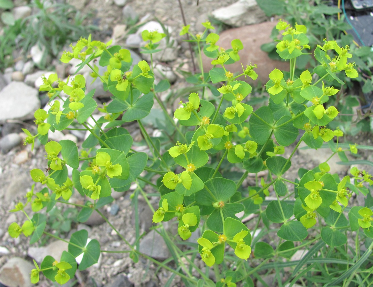 Image of Euphorbia daghestanica specimen.