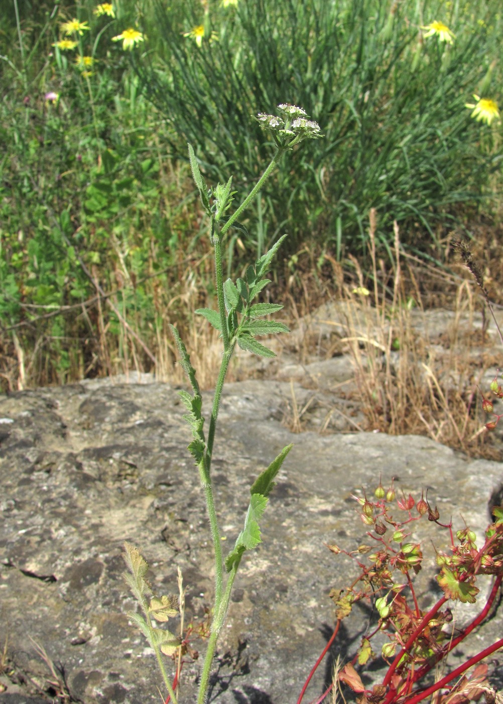 Изображение особи Turgenia latifolia.