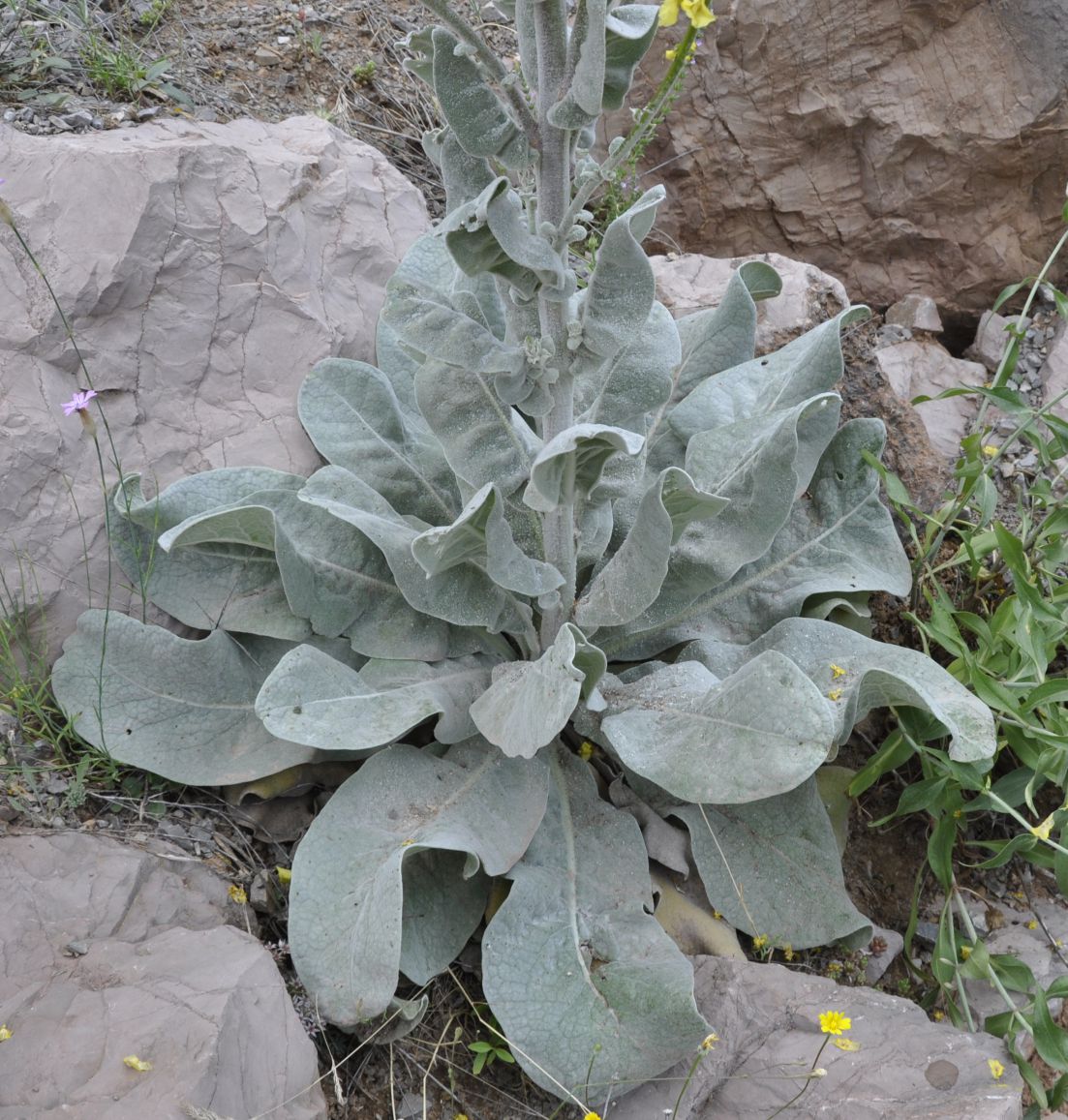 Image of Verbascum graecum specimen.