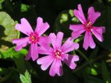 Phlox subulata