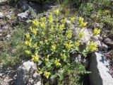 Scutellaria darriensis