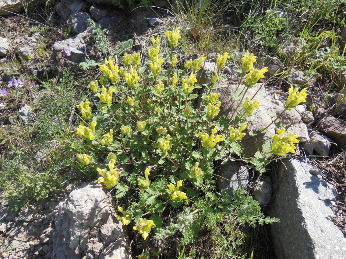 Изображение особи Scutellaria darriensis.