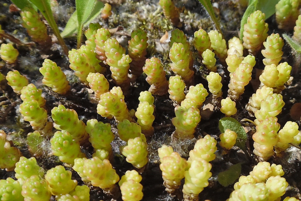 Image of Sedum acre specimen.
