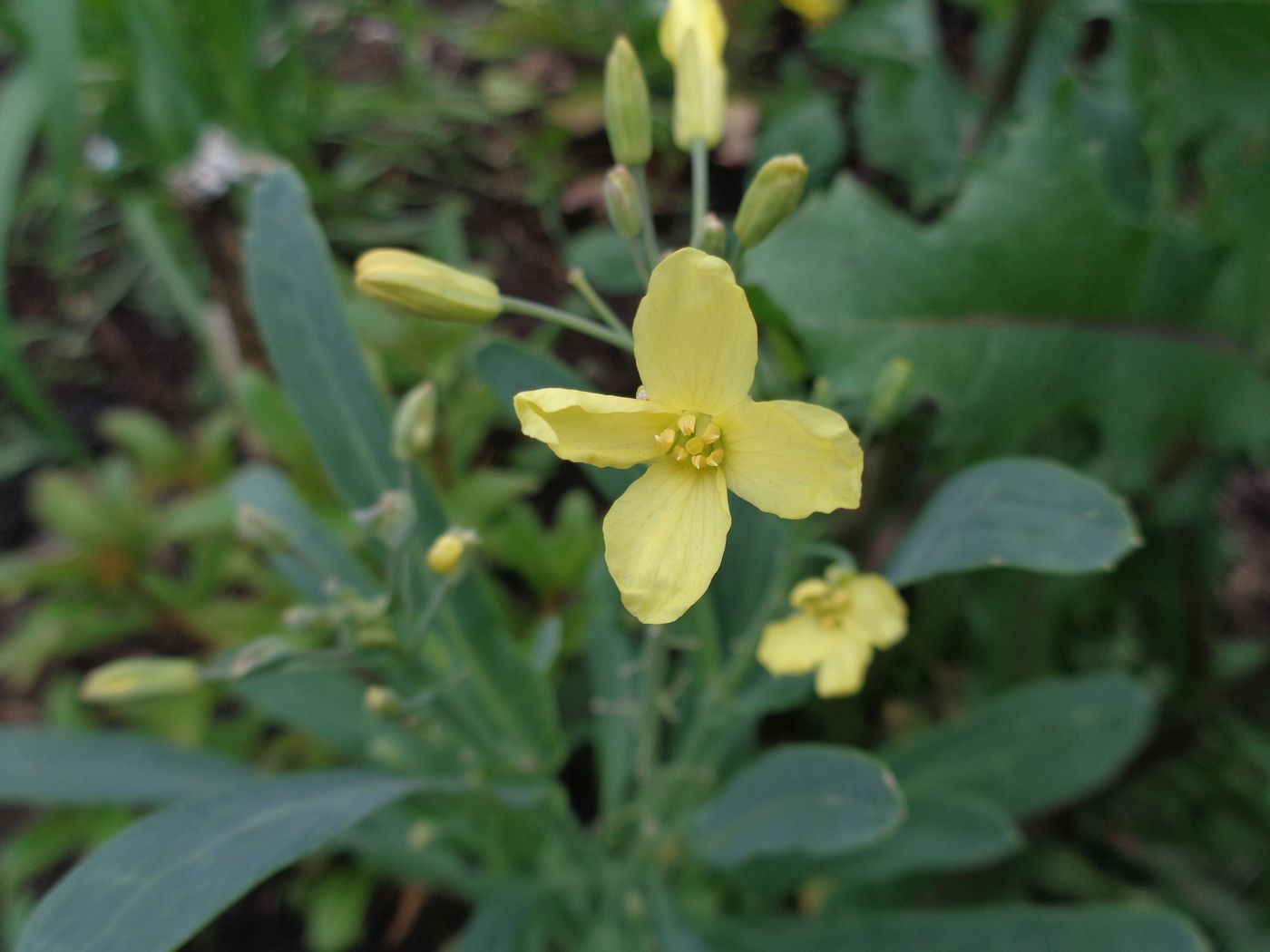 Изображение особи Brassica oleracea var. capitata.