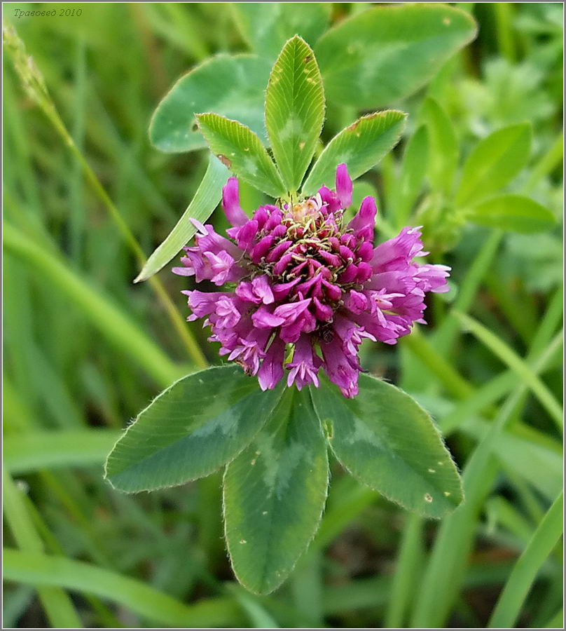 Image of Trifolium pratense specimen.