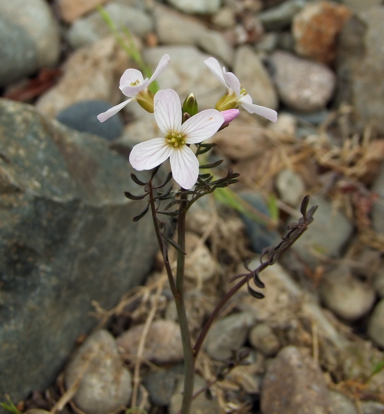 Изображение особи Cardamine pratensis.