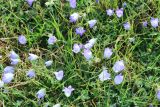 Campanula tridentata