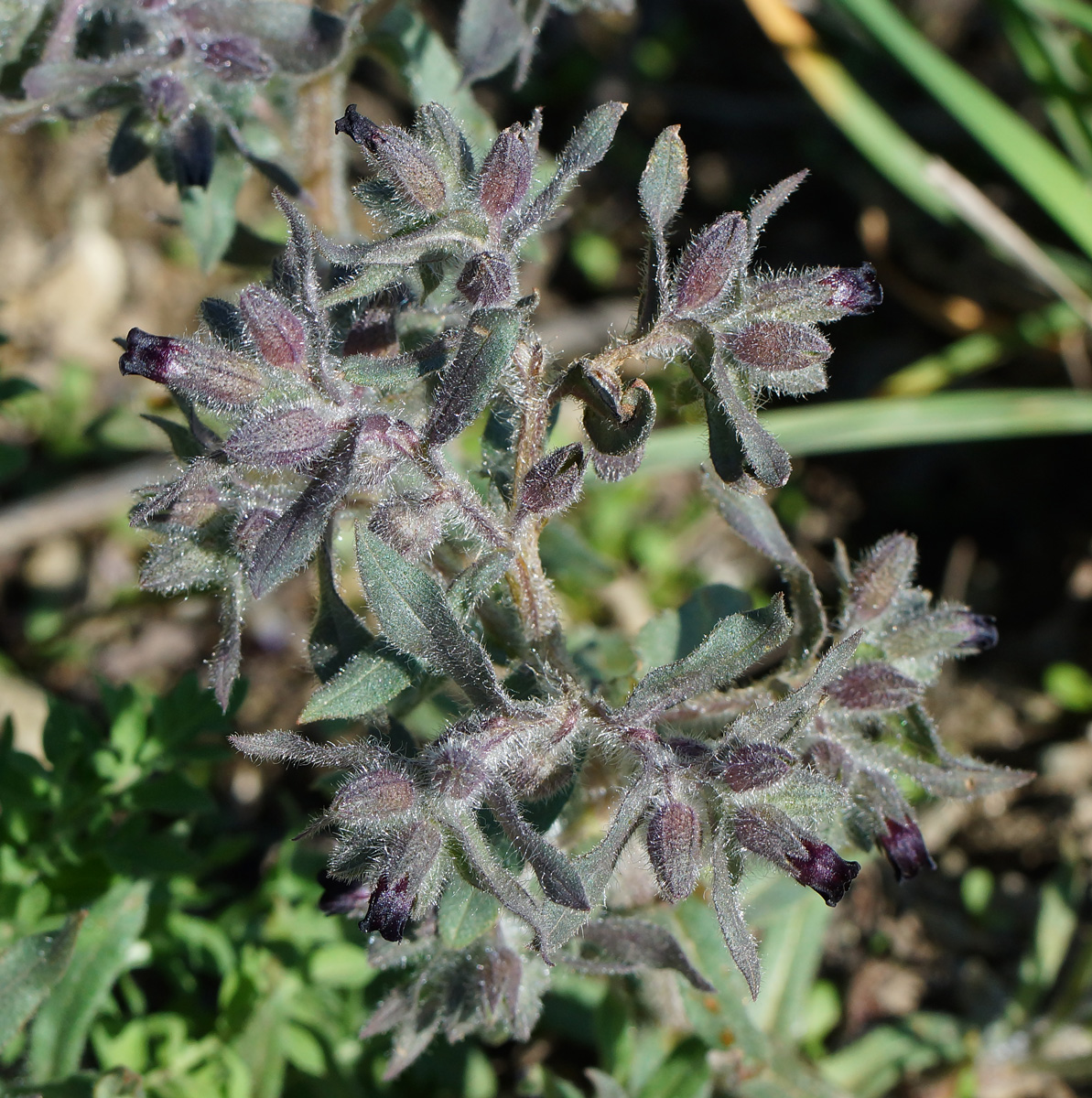 Image of Nonea rossica specimen.