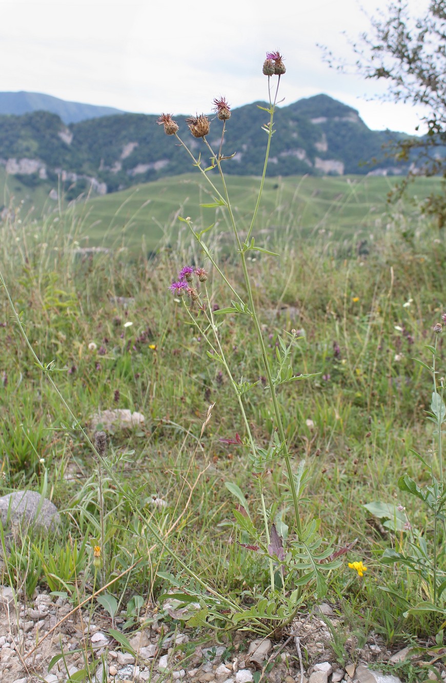 Image of Centaurea apiculata specimen.
