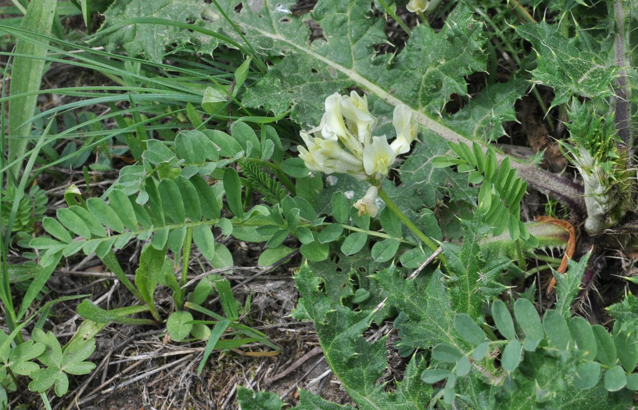 Изображение особи Astragalus resupinatus.