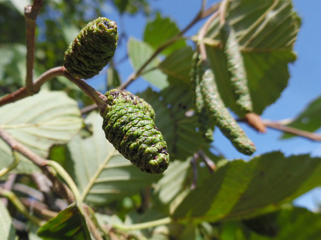 Image of Alnus incana specimen.