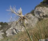 Tragopogon dubius. Верхушка побега с частично облетевшим соплодием. Крым, Керченский п-ов, мыс Казантип, петрофитная степь на приморском склоне. 26.05.2018.