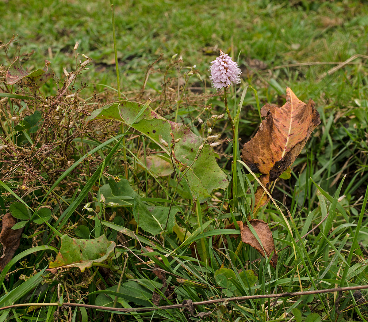 Image of Bistorta officinalis specimen.