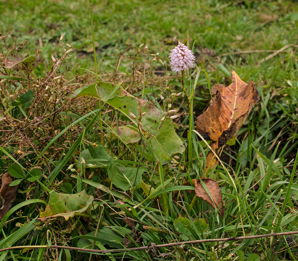 Изображение особи Bistorta officinalis.