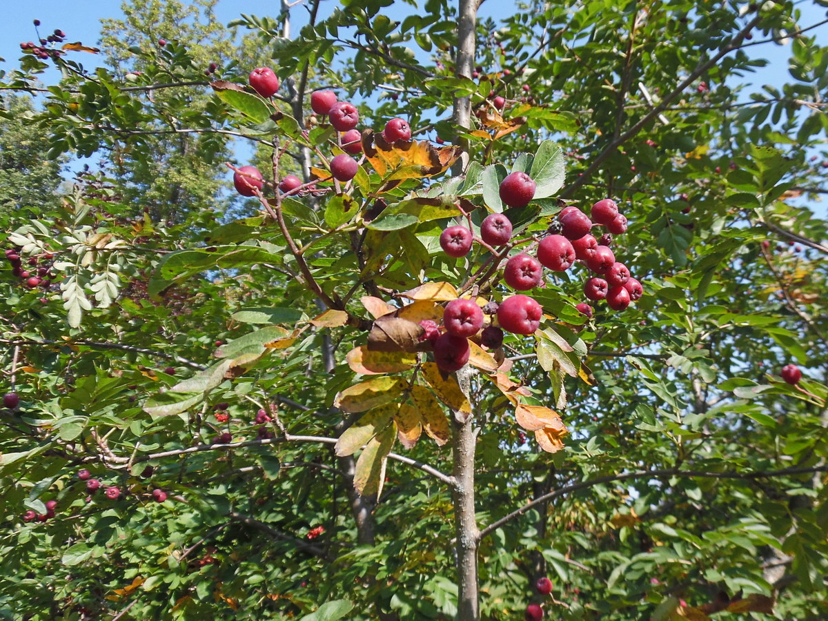Image of × Crataegosorbus miczurinii specimen.