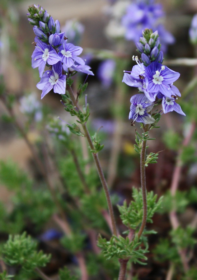 Image of Veronica capsellicarpa specimen.