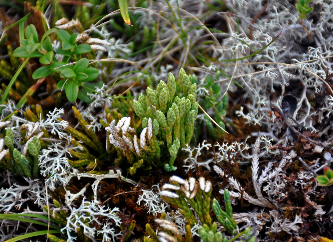 Изображение особи Diphasiastrum alpinum.