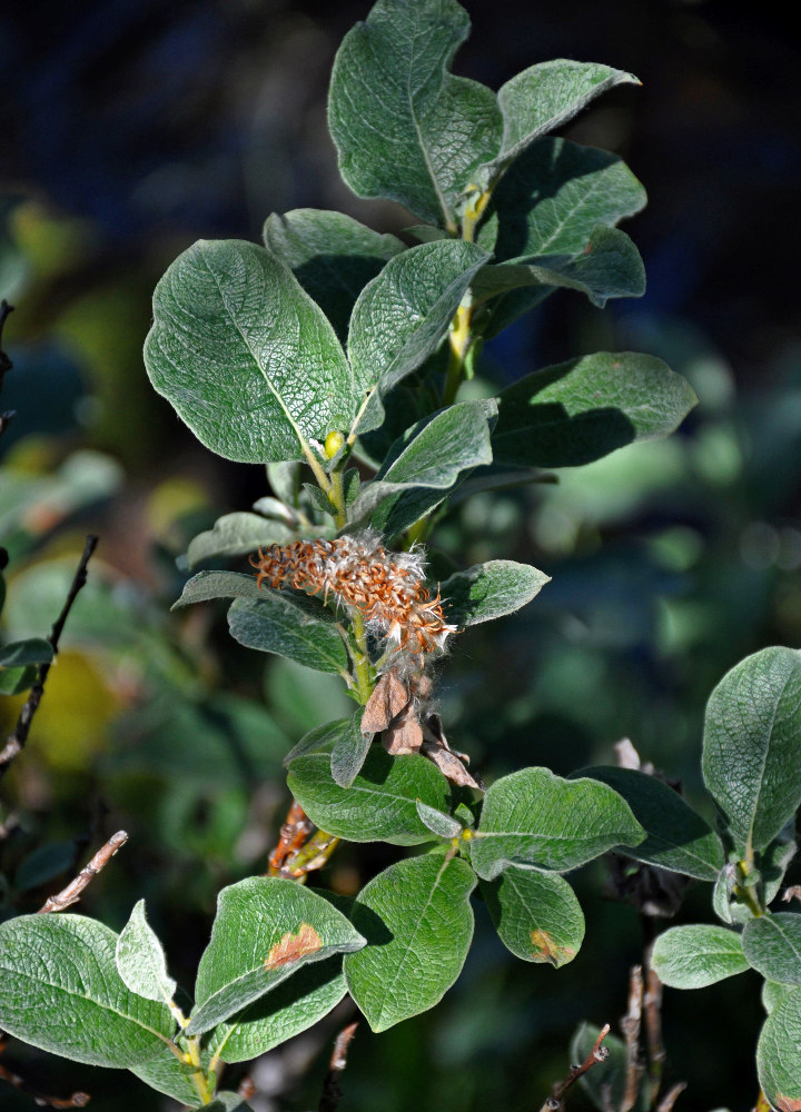 Image of Salix lanata specimen.