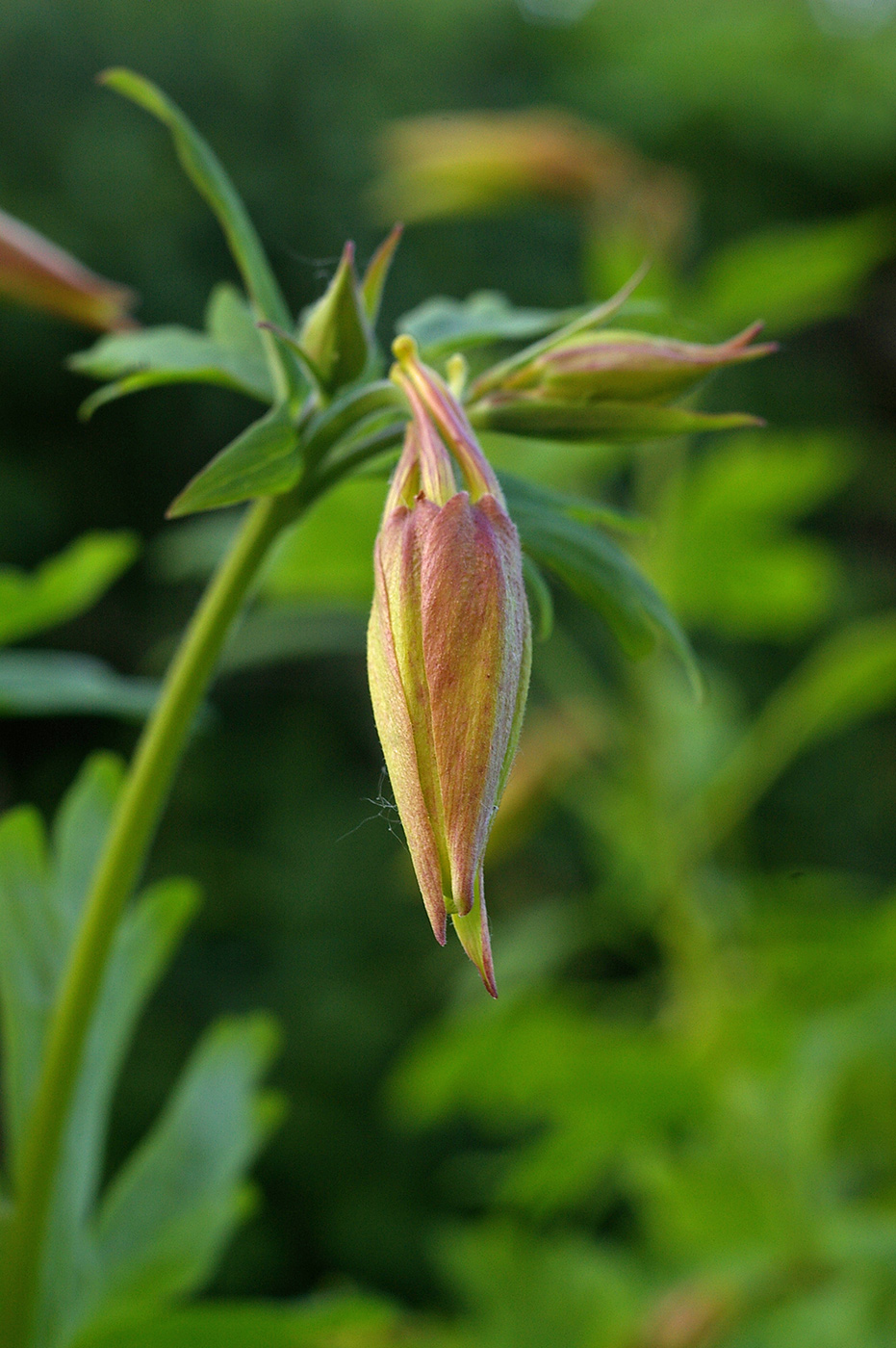 Изображение особи род Aquilegia.