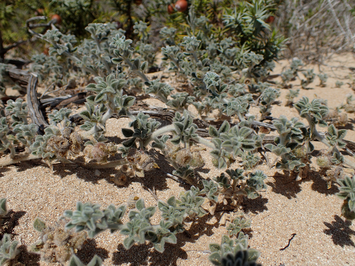 Image of Medicago marina specimen.