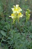 Linaria vulgaris. Верхушка цветущего растения. Красноярский край, окр. г. Дивногорска, опушка соснового леса, правый берег р. Енисей близ плотины. 11.08.2018.