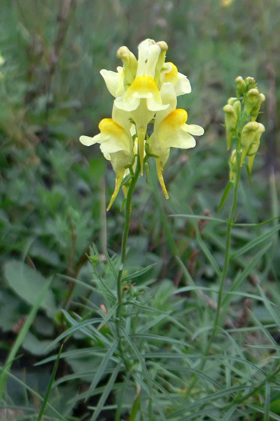 Изображение особи Linaria vulgaris.