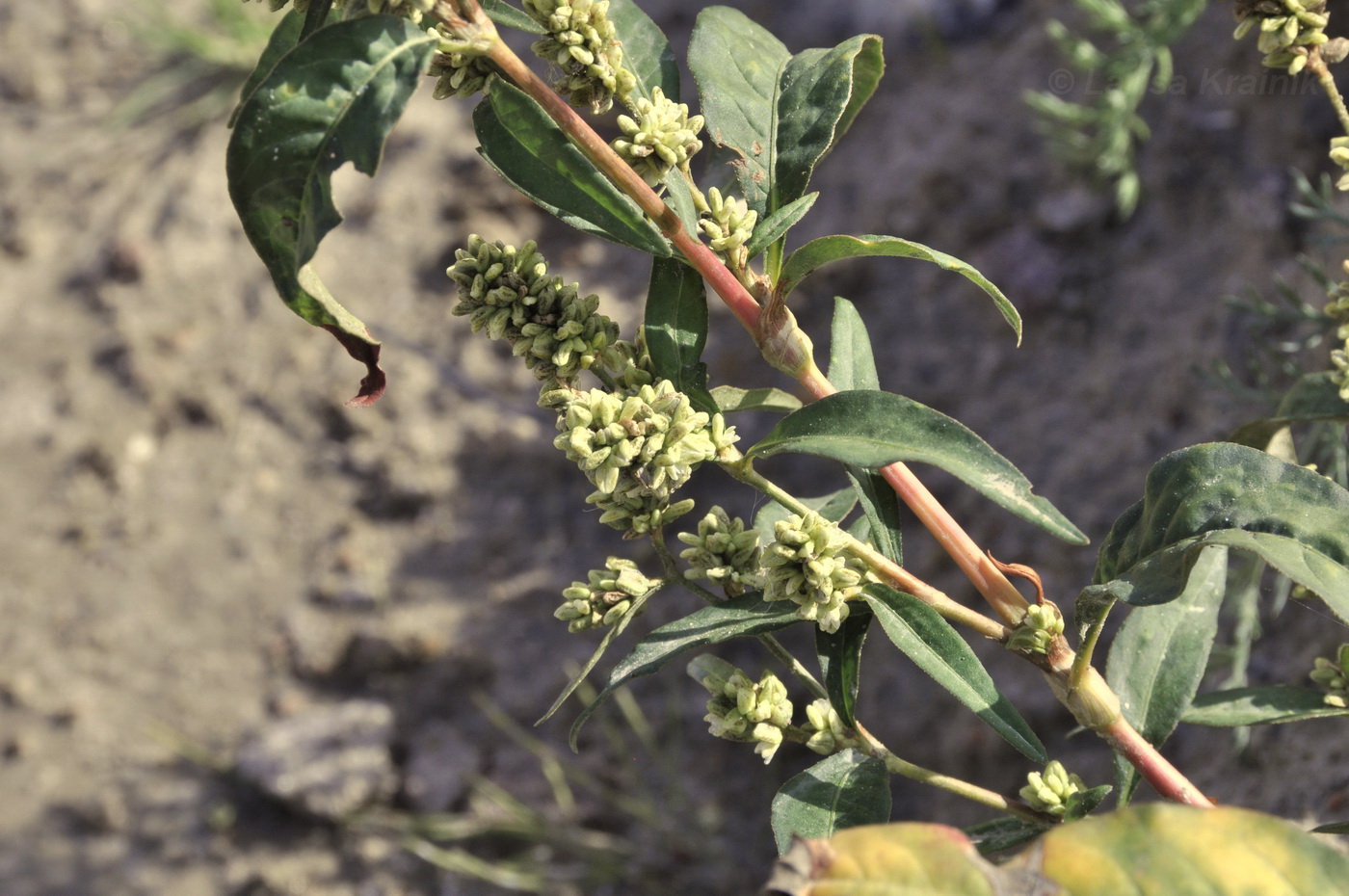 Image of Persicaria maculosa specimen.