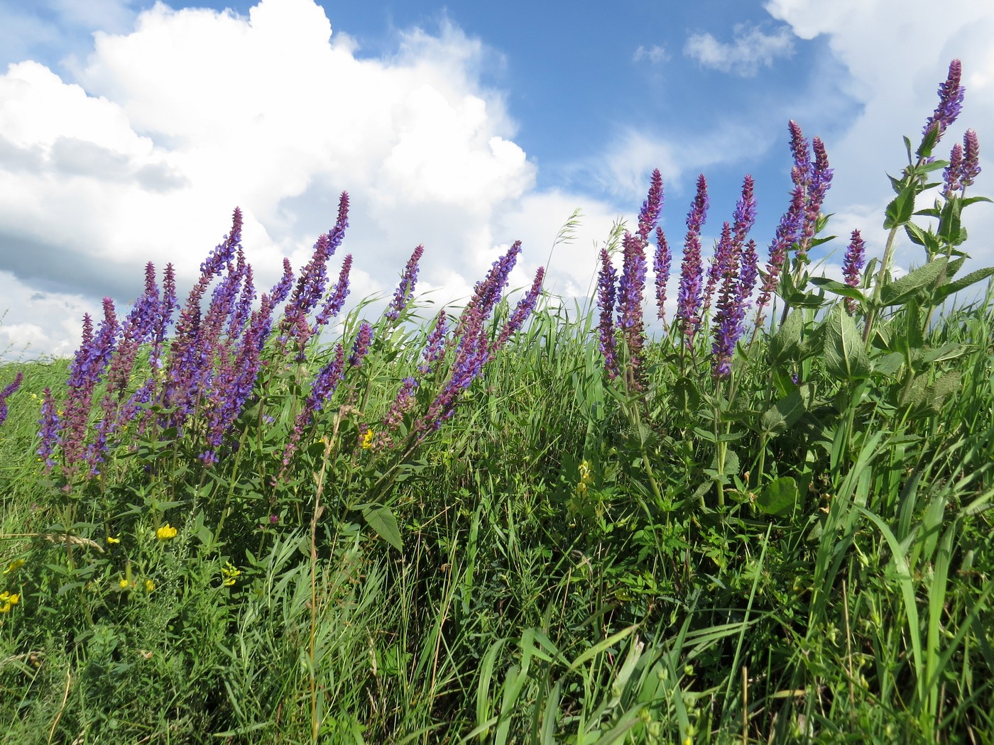 Изображение особи Salvia deserta.