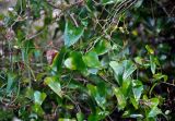 Smilax aspera