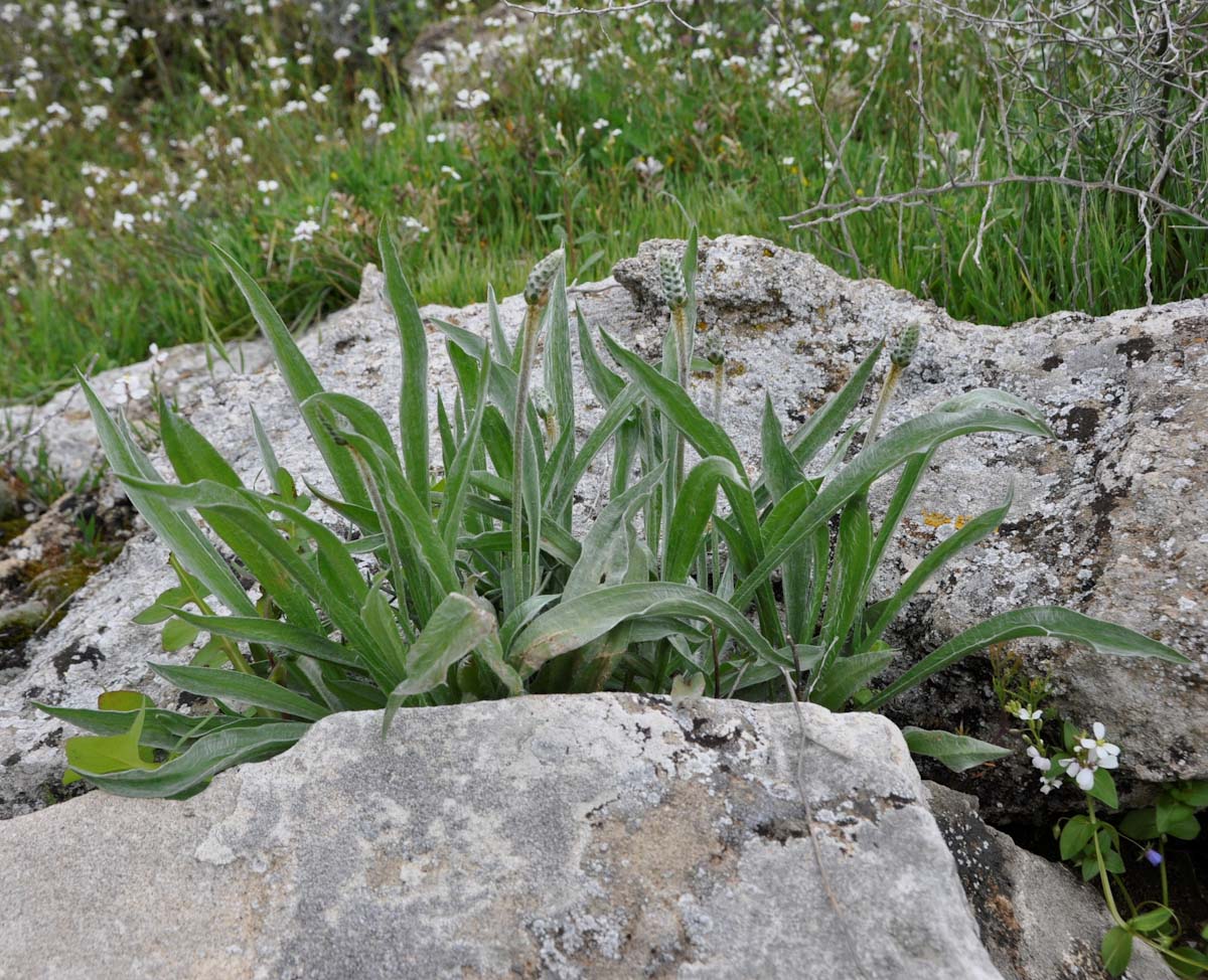 Image of Plantago albicans specimen.